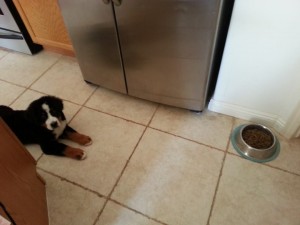 Oz learning to wait patiently for his food