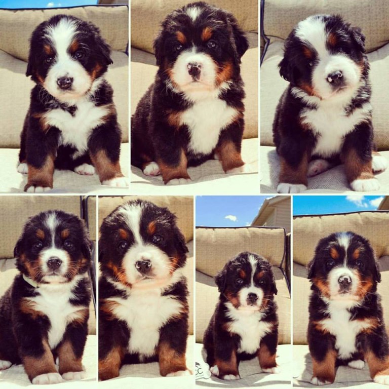 Pictures WCC's Bernese Mountain Dog Puppies