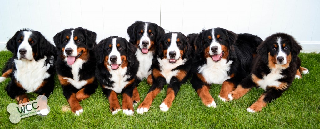Lilly, Luna, Cedar, Ella, Kyra, Axel & Boss