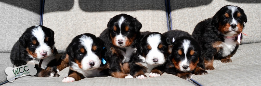 Litter C - Gale, Peeta, Haymitch, Katniss, Prim & Rue @ 3 weeks