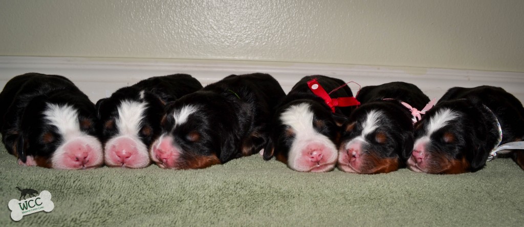 Current Litter C @ 3 days old: Peeta, Gale, Haymitch, Katniss, Rue, & Prim