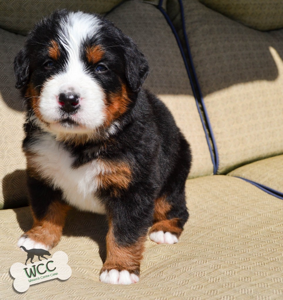4 weeks old