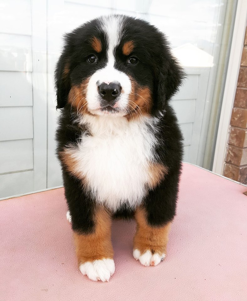 Litter O WCC's Bernese Mountain Dog Puppies